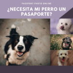 El DNI animal una solución al abandono